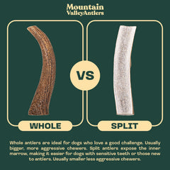Mountain Valley Antlers Grade A elk antler, durable dog chew option