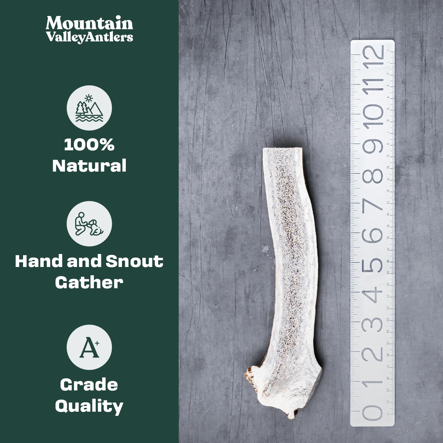 Mountain Valley Antlers wild-foraged elk antler for dogs, natural and sturdy