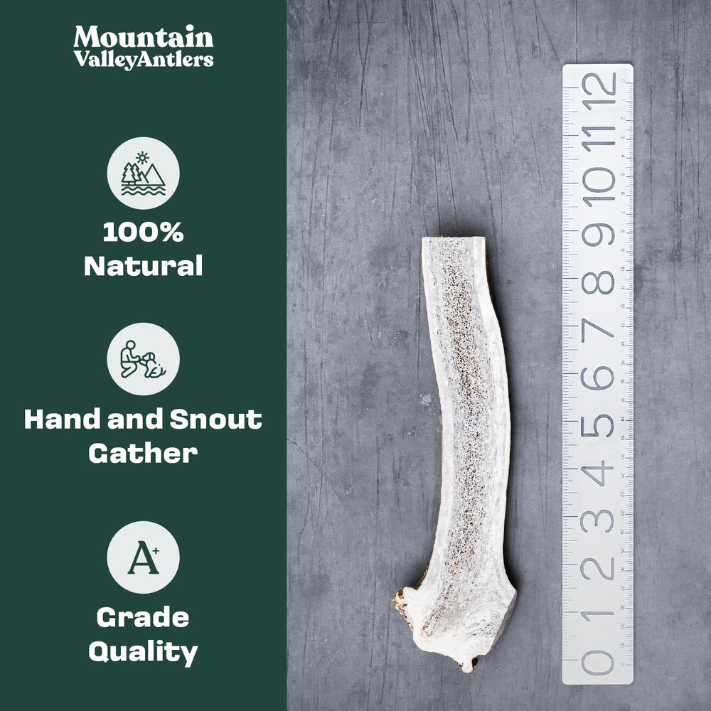 Mountain Valley Antlers wild-foraged elk antler for dogs, natural and sturdy