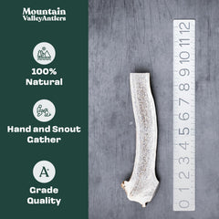 Mountain Valley Antlers wild-foraged elk antler for dogs, natural and sturdy