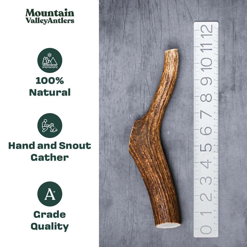 Mountain Valley Elk Antlers close-up reveals dense, durable texture for vigorous gnawing.