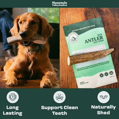 Mountain Valley Elk Antlers dog chewing action; engaging, mess-free chew