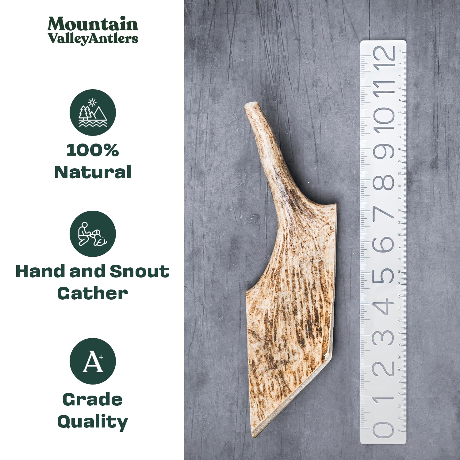 Mountain Valley Moose Antlers for Dogs closeup, durable texture for lasting gnaws.