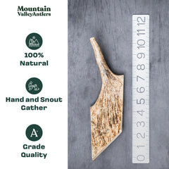 Mountain Valley Moose Antlers for Dogs closeup, durable texture for lasting gnaws.