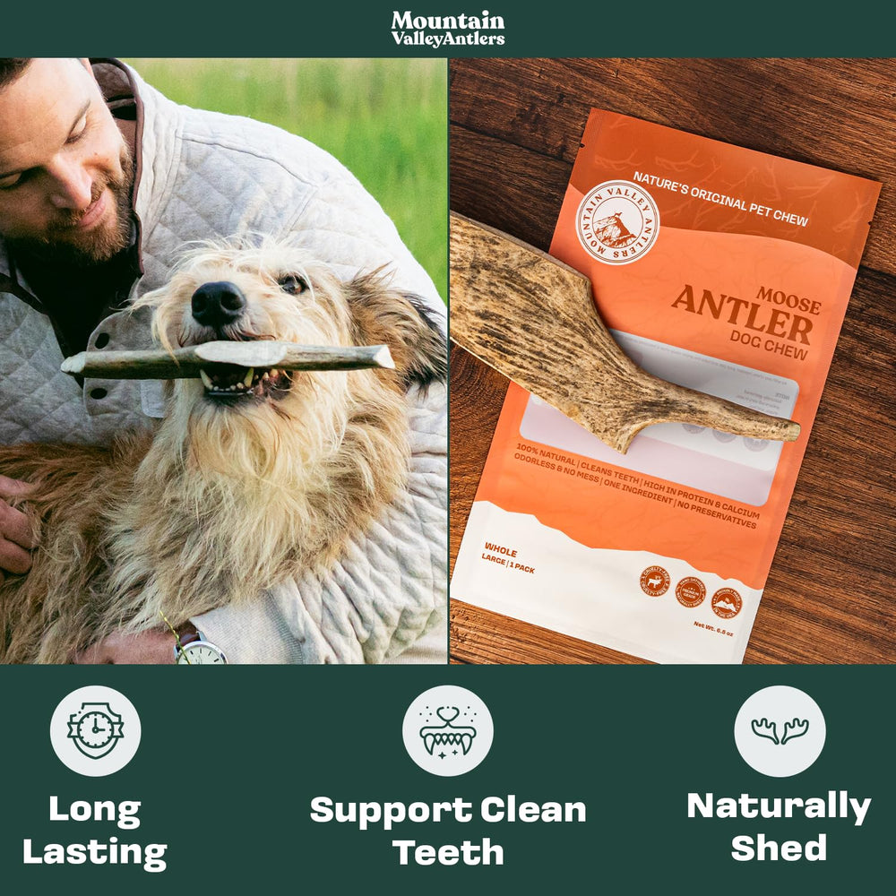 Mountain Valley Moose Antlers for Dogs no odor, mess-free indoors.