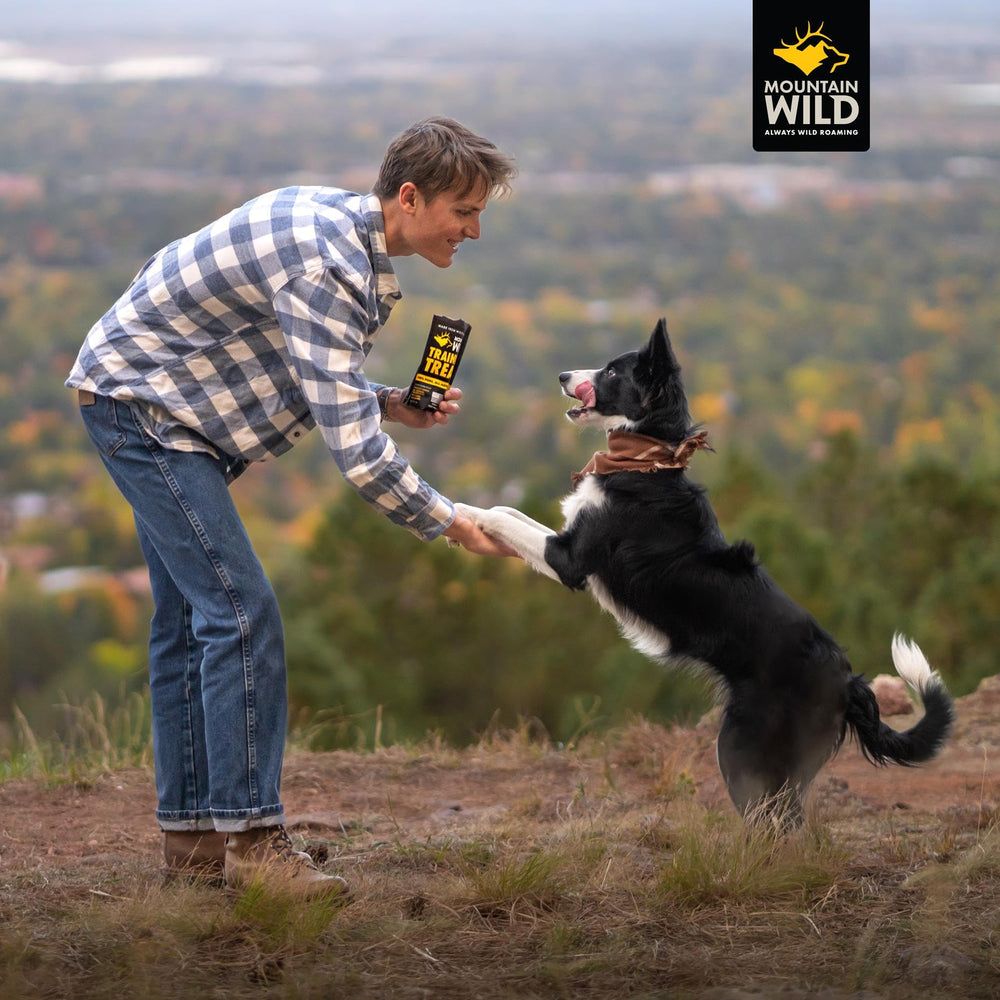 Mountain Wild puppy enjoying treats during training session.