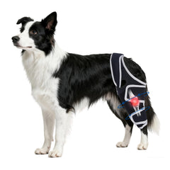 Moysoon knee brace with adjustable straps for a secure fit on a large dog’s leg