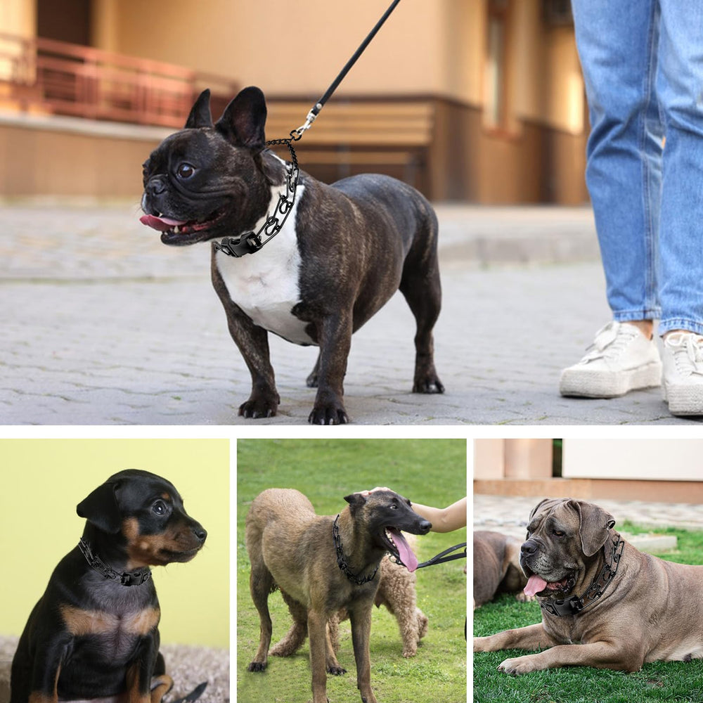 MR.BEEFOO training collar on dog during a controlled walk