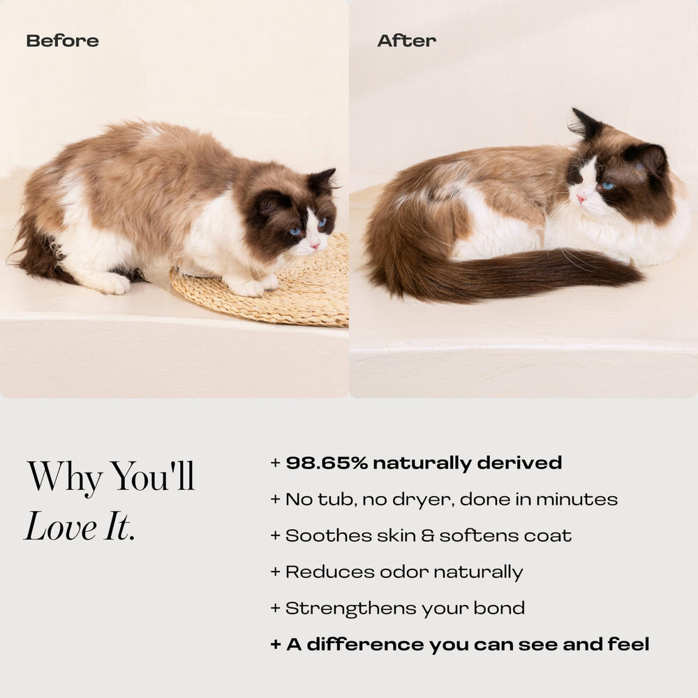 Muddi Pet no-rinse cat shampoo enables quick grooming without baths