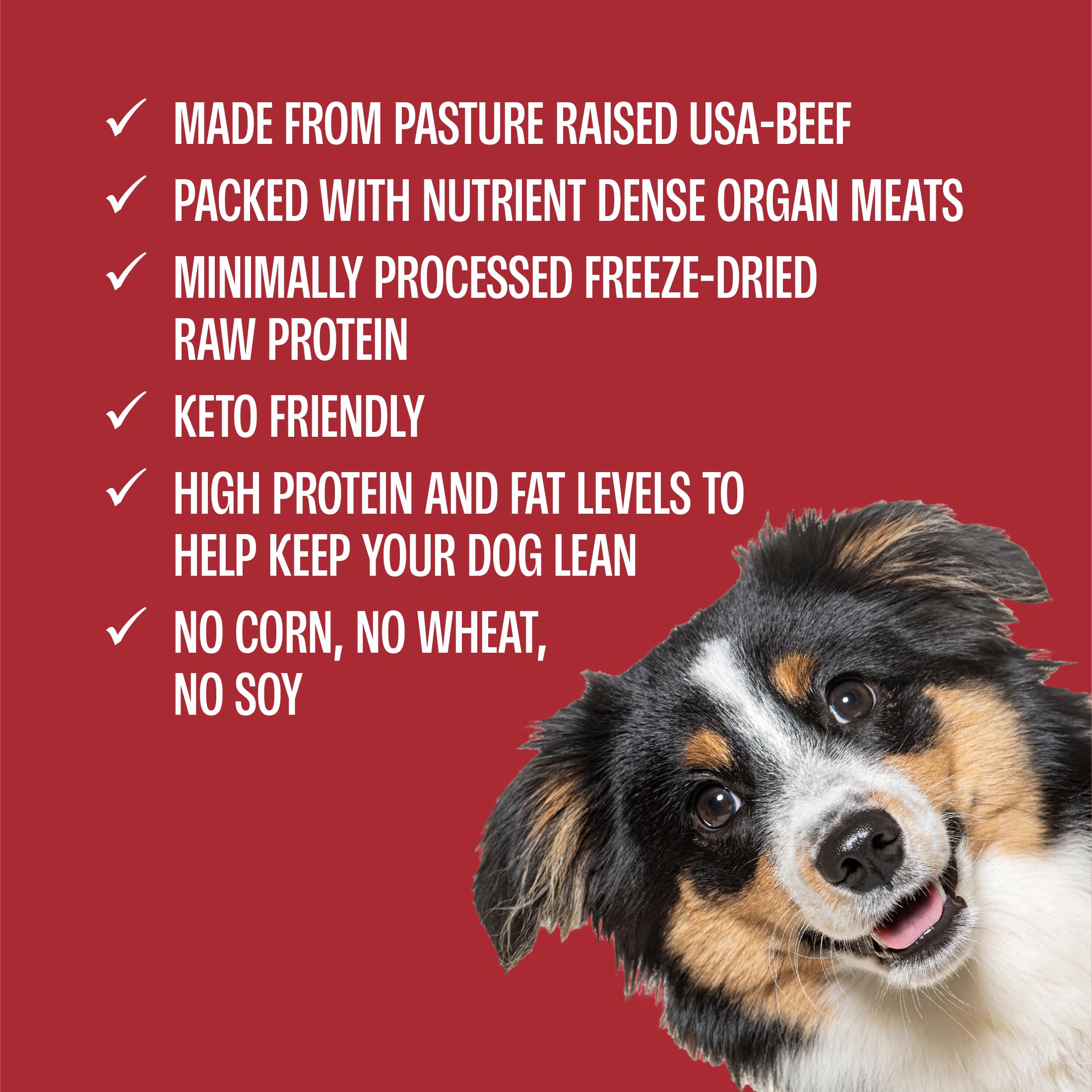 Dog enjoying Muenster Freeze Dried Beef Bites as a snack