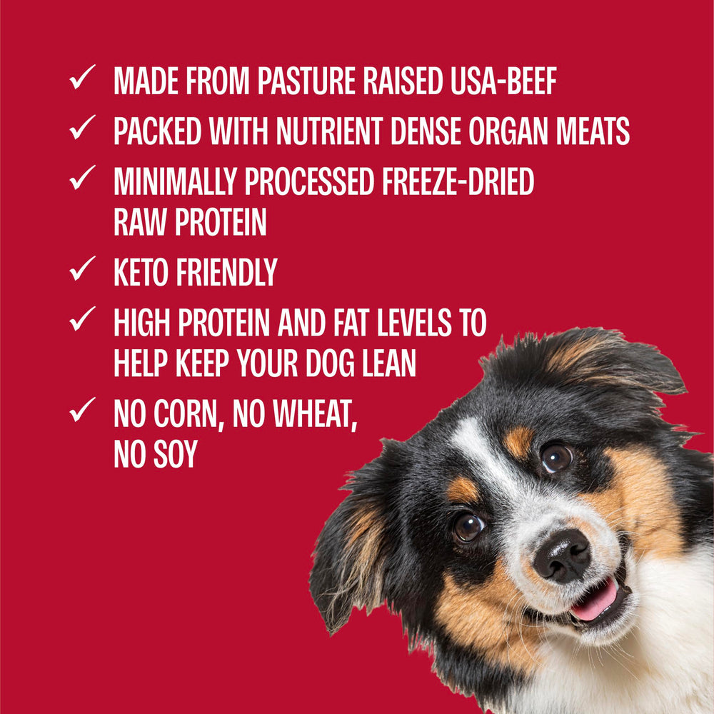 Dog enjoying Muenster Freeze Dried Beef Bites as a snack