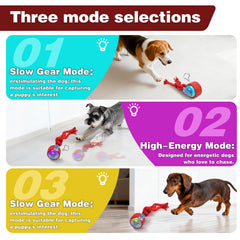 Motion-activated ball on floor ready for lively dog chase
