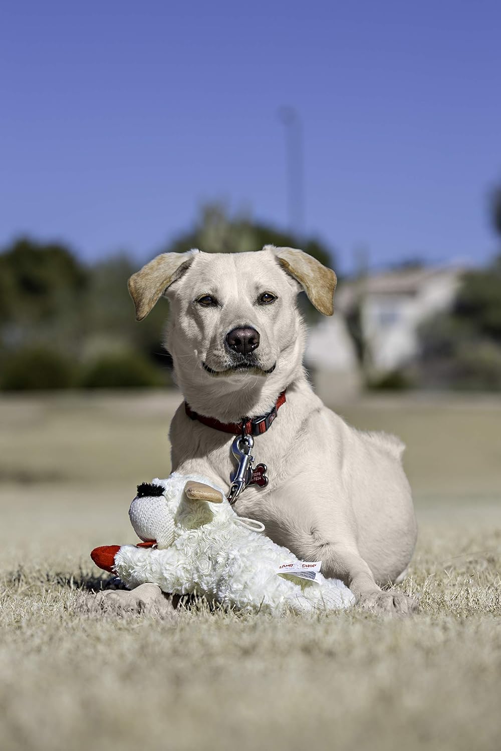 Multipet Lamb Chop 3-pack plush dog toy for versatile playtime.