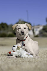 Multipet Lamb Chop 3-pack plush dog toy for versatile playtime.