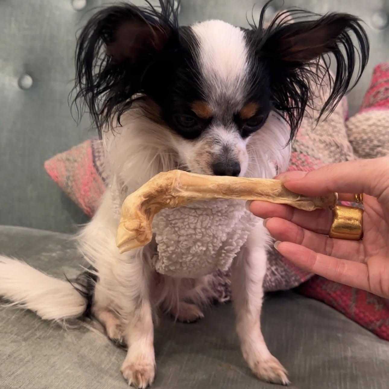 Munchbird Lamb Trotter serving idea on plate for dogs