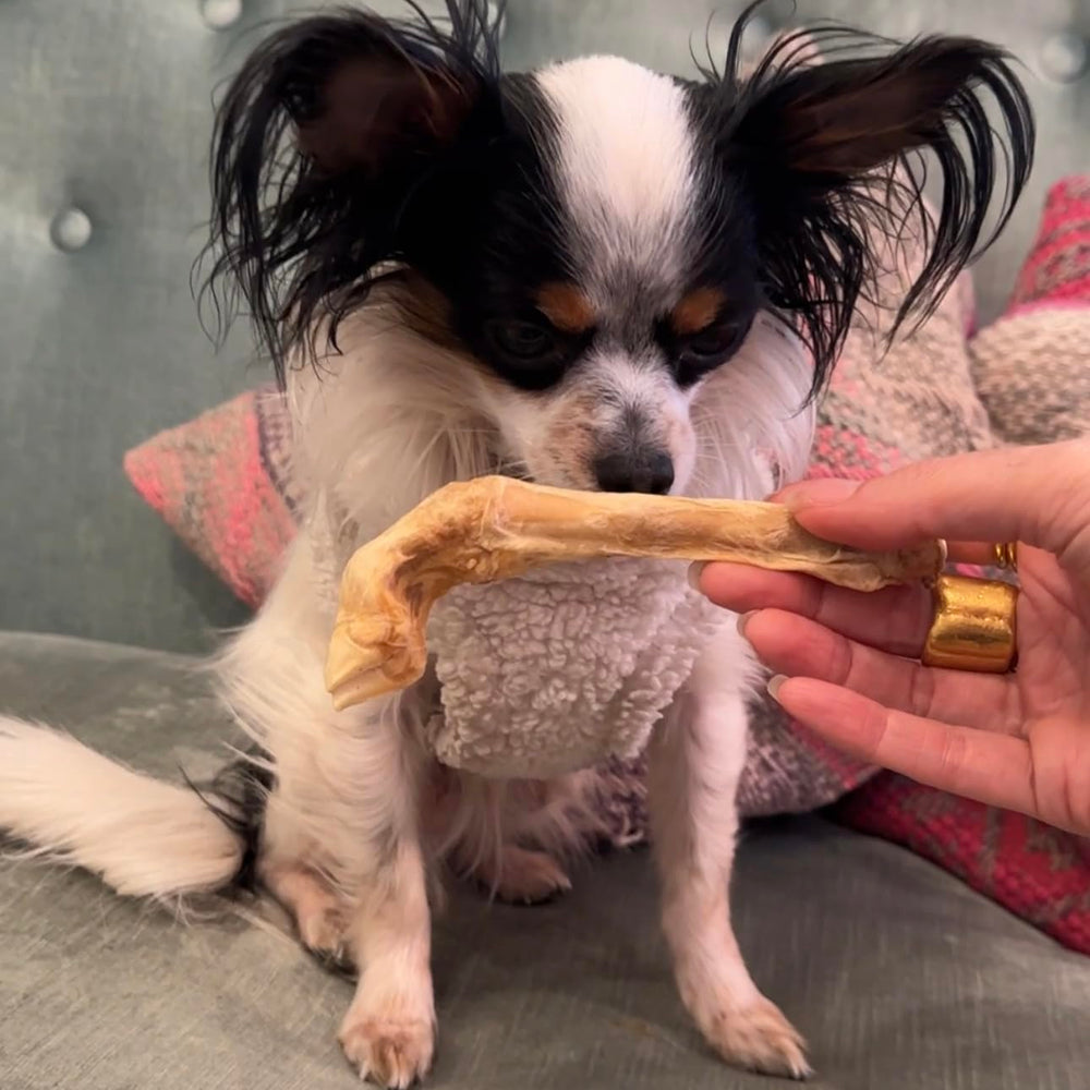 Munchbird Lamb Trotter serving idea on plate for dogs
