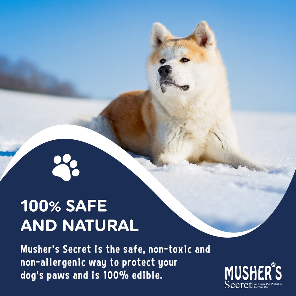 Dog walking on a snowy path with Musher's Secret paw wax in use for protection.