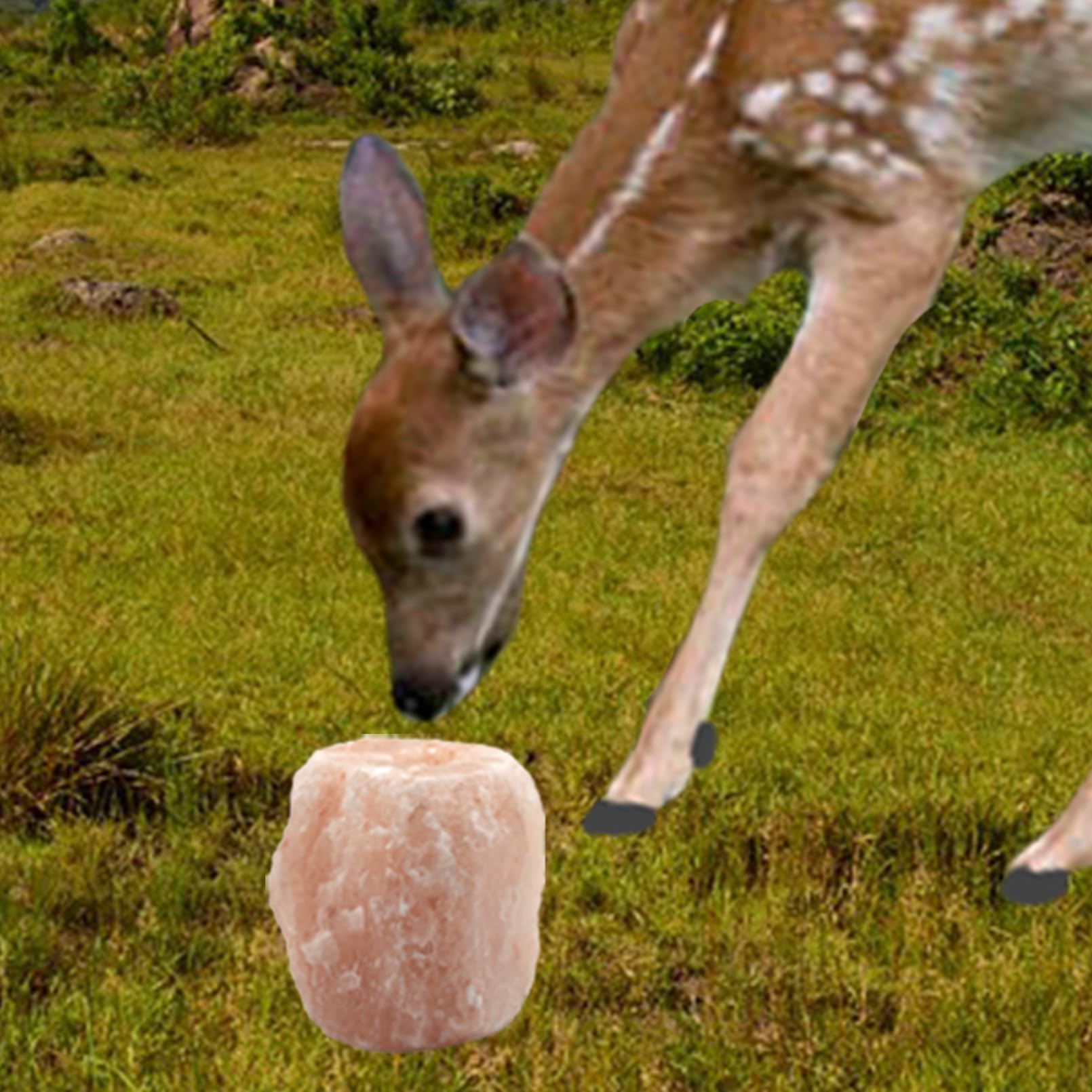 Goats and deer enjoy MUYG Himalayan salt lick with sturdy rope