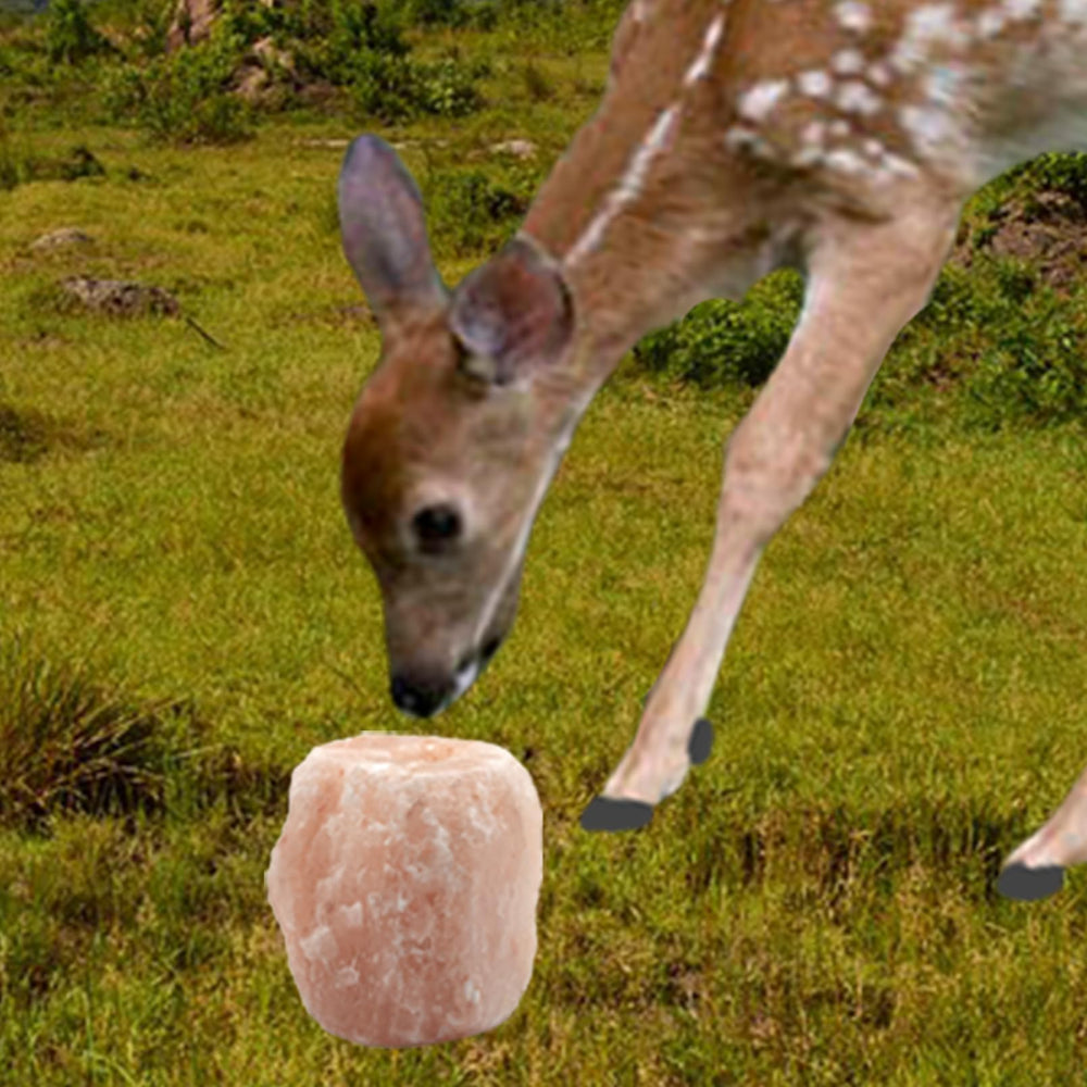 Goats and deer enjoy MUYG Himalayan salt lick with sturdy rope