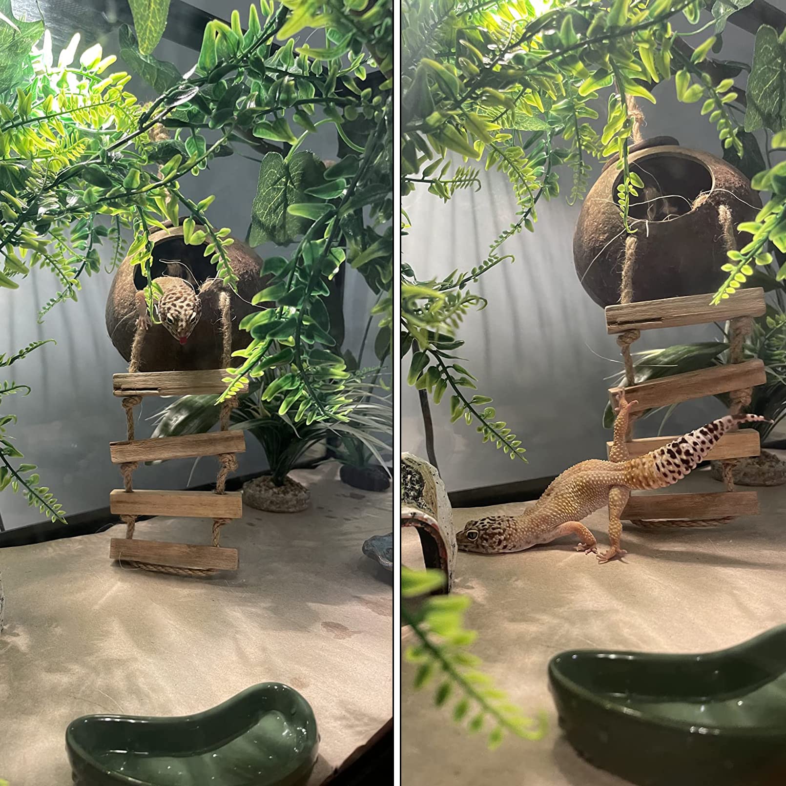 MUYG Lizard Coco Den hammock providing a perching spot for climbing