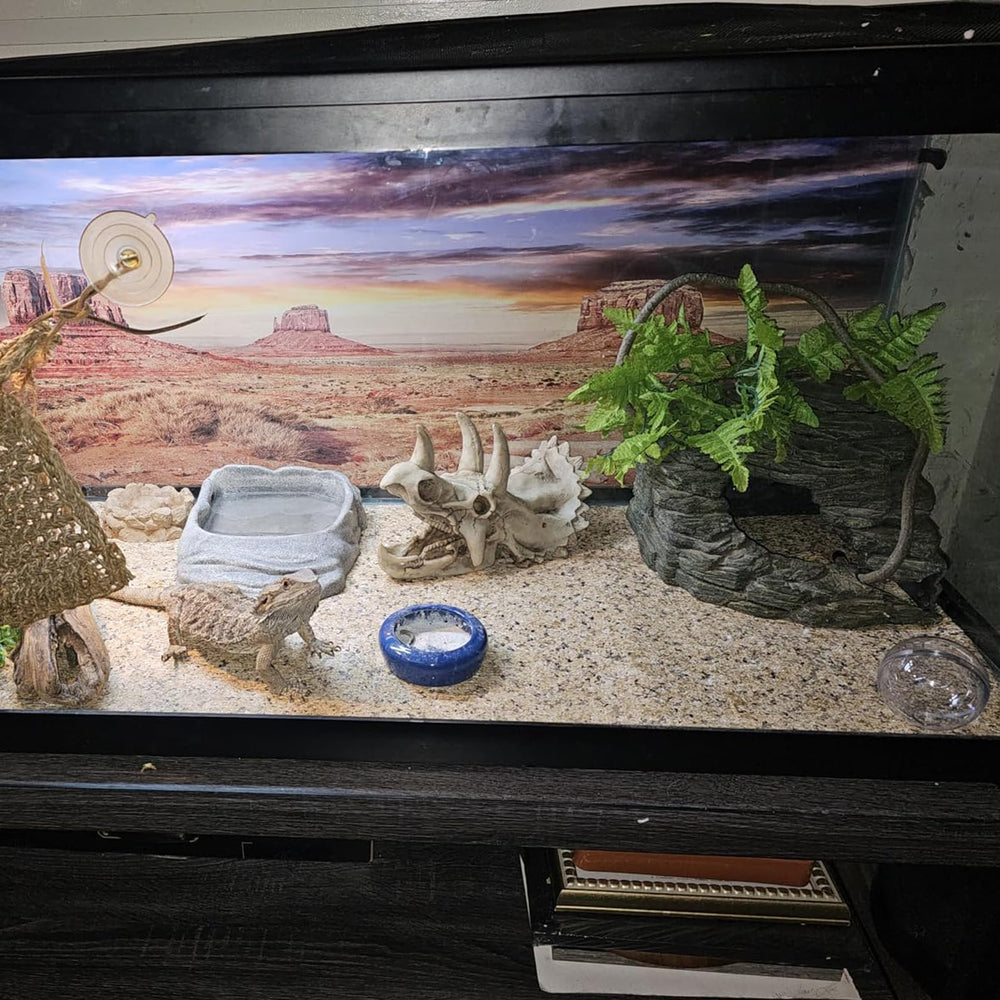 MUYG Reptile skull decor adds naturalistic habitat detail for terrariums.