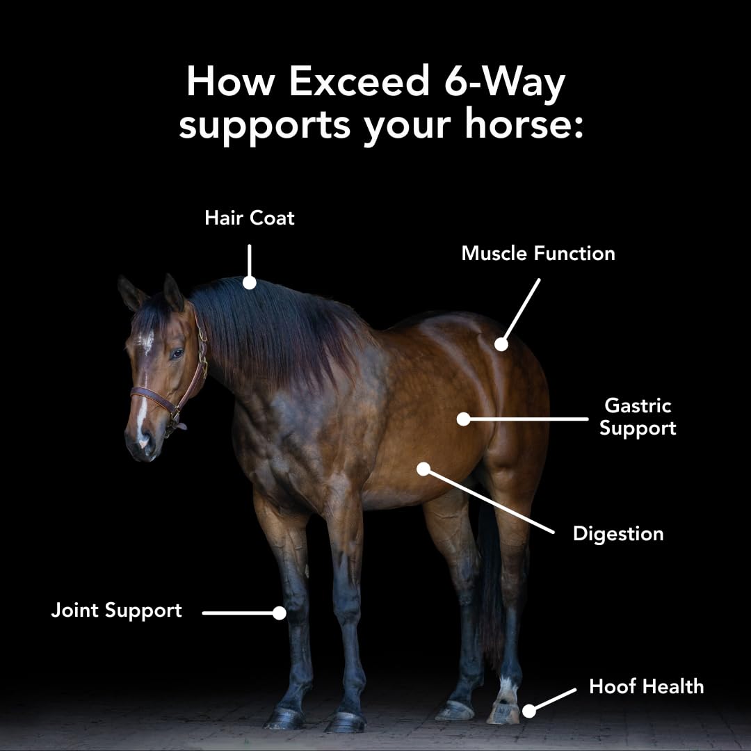 MVP Exceed joint-pellets visible in a feed trough supporting mobility and comfort.