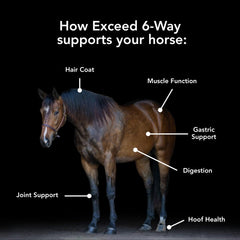 MVP Exceed joint-pellets visible in a feed trough supporting mobility and comfort.