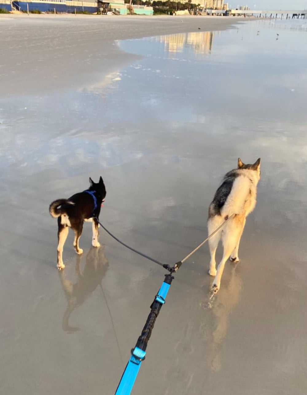 Mycicy 5ft leash length adjustable for two dogs