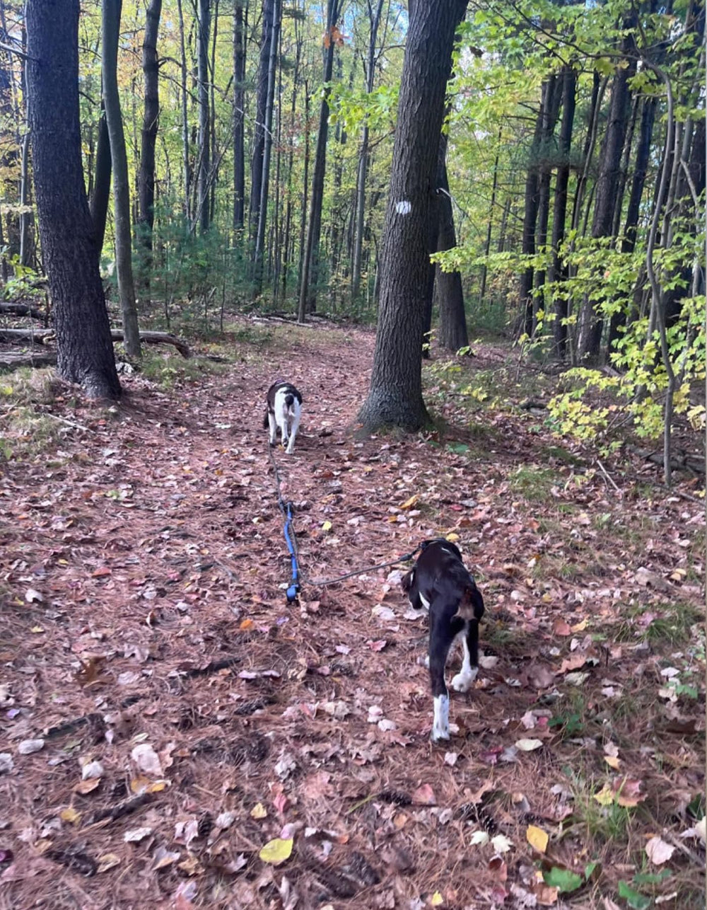 Mycicy two-dogs walking solution compatible with matching leads