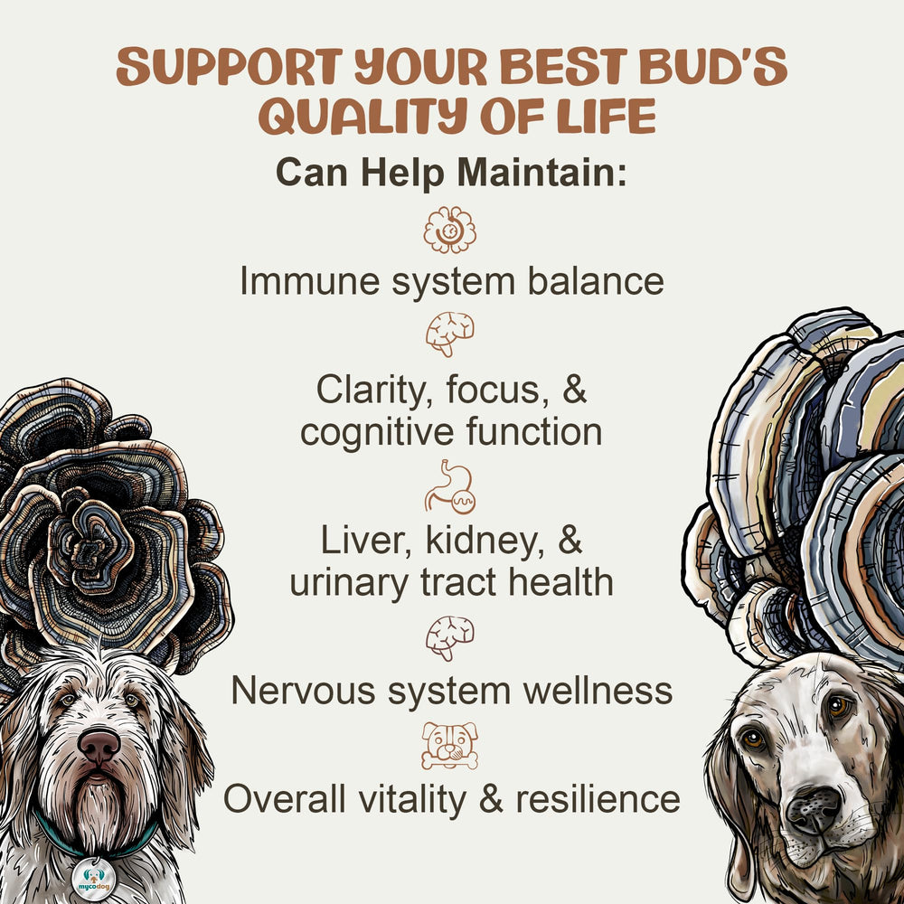 Dog receives MycoDog turkey tail drops for daily wellness.