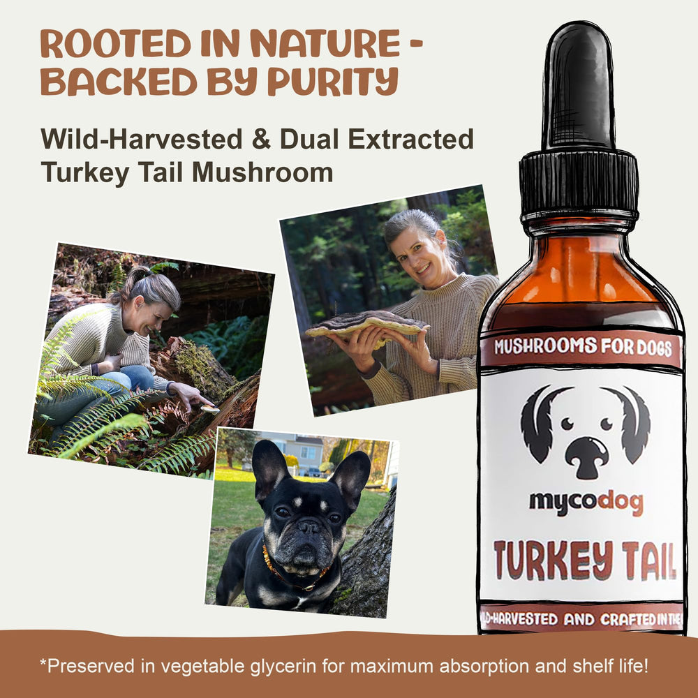 Front label of MycoDog Turkey Tail dog supplement for immune & gut wellness.