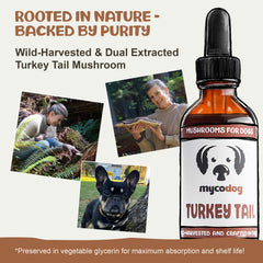 Front label of MycoDog Turkey Tail dog supplement for immune & gut wellness.