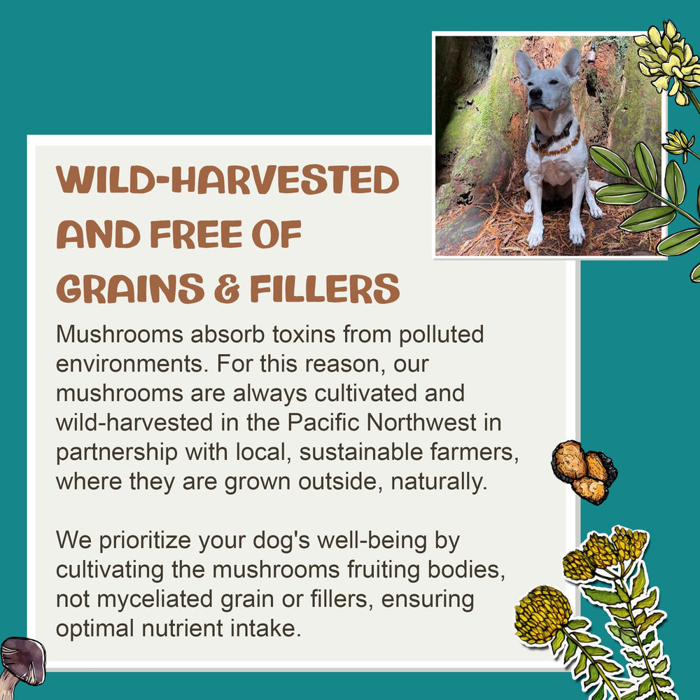 Mushrooms sourced in the USA used in MycoDog supplement.
