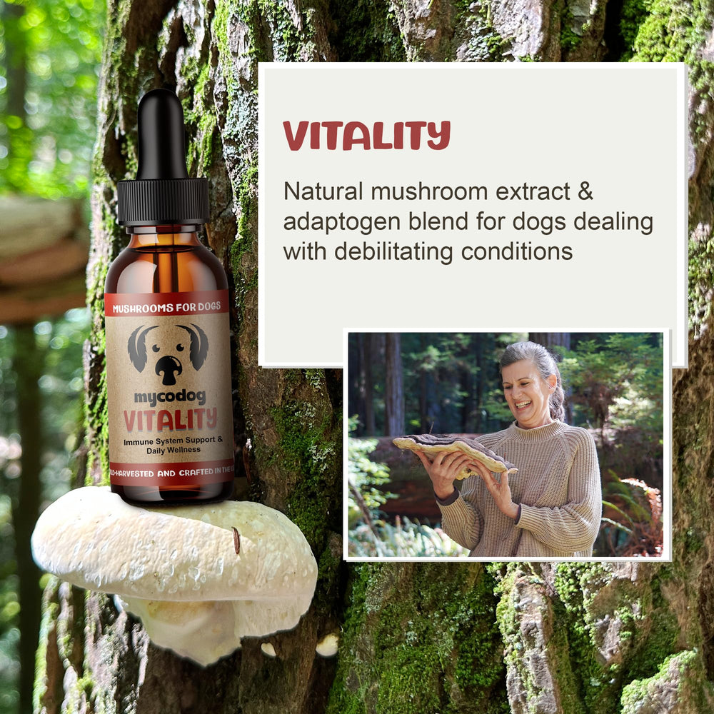 MycoDog Vitality bottle shows reishi mushrooms for potential overall wellness in senior dogs.