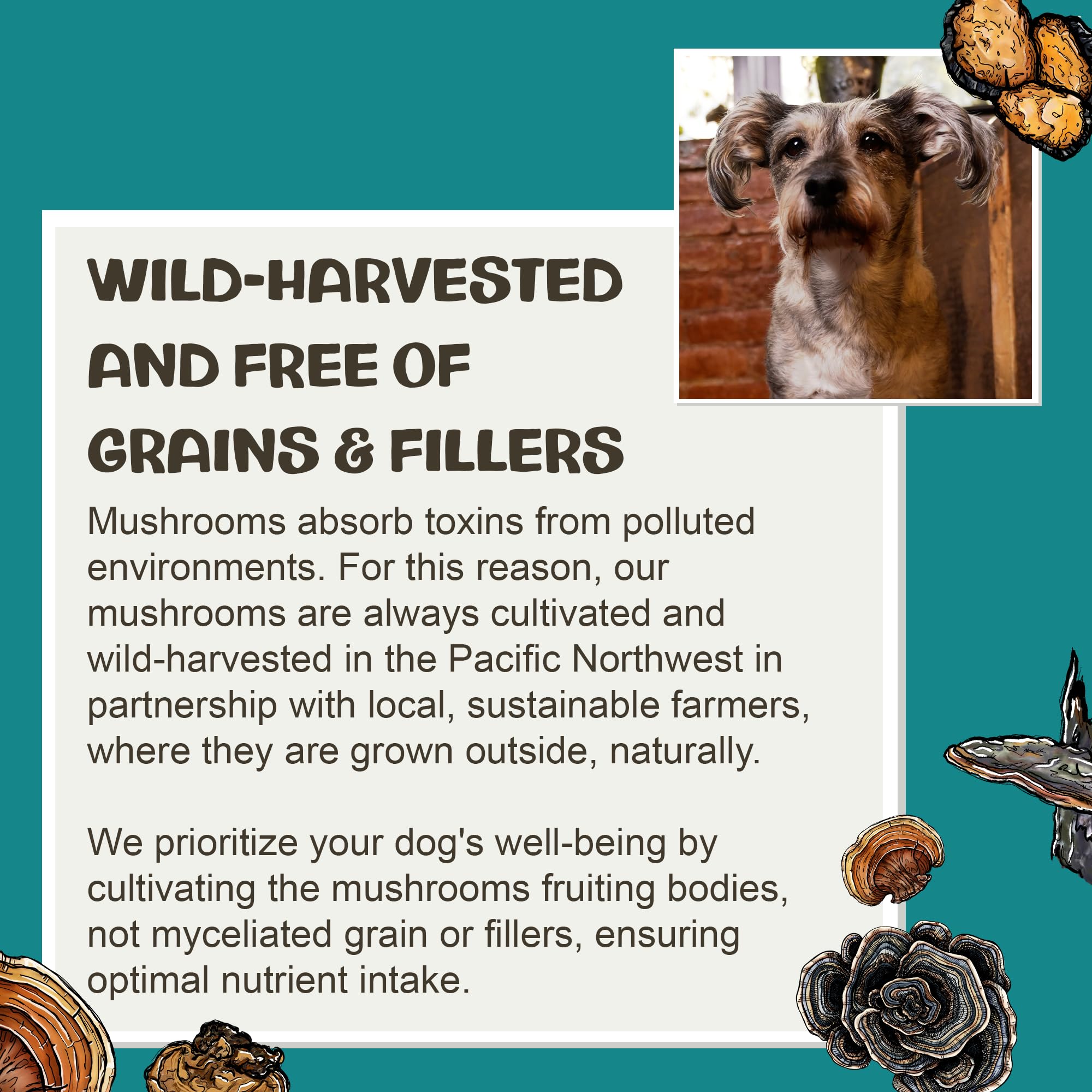 US-made label emphasizes domestic sourcing for MycoDog Vitality.