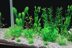 MyLifeUNIT plants in 2–12 inch range for versatile tank sizes.