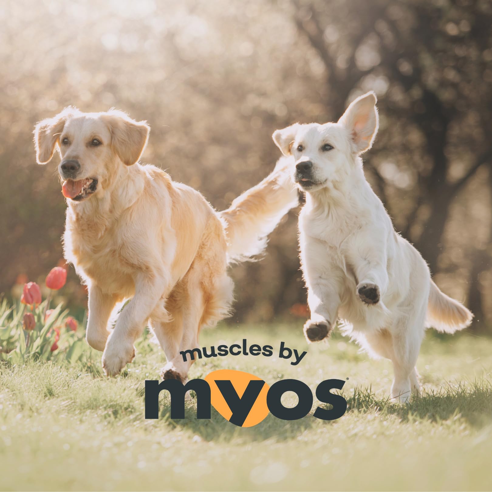 Dog engages in outdoor activity suggesting potential mobility support from MYOS.