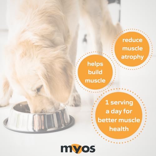 Recovery support scene with MYOS Canine Muscle Formula aiding post-activity recovery.