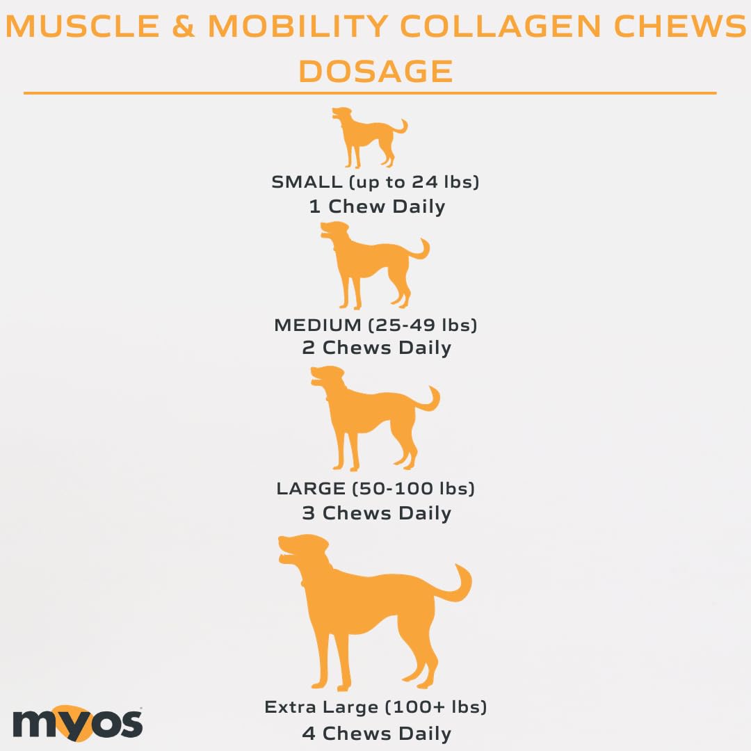 Active senior dog on a walk with MYOS Canine Muscle Formula support