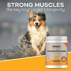 Senior dog on a walk with MYOS Muscle Formula suggesting improved mobility.