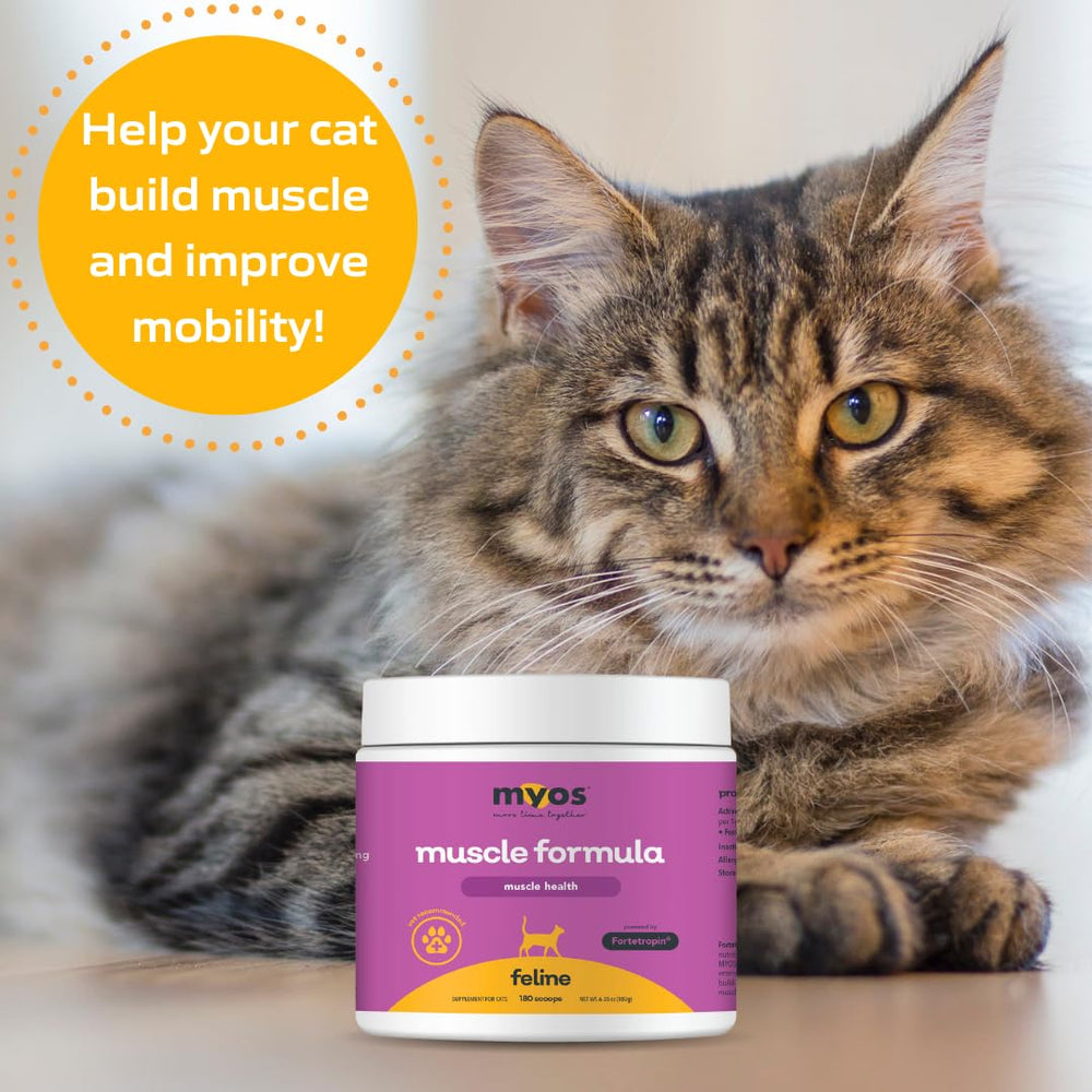 MYOS Feline Muscle Formula mobility-boost image shows a cat enjoying more confident movement.