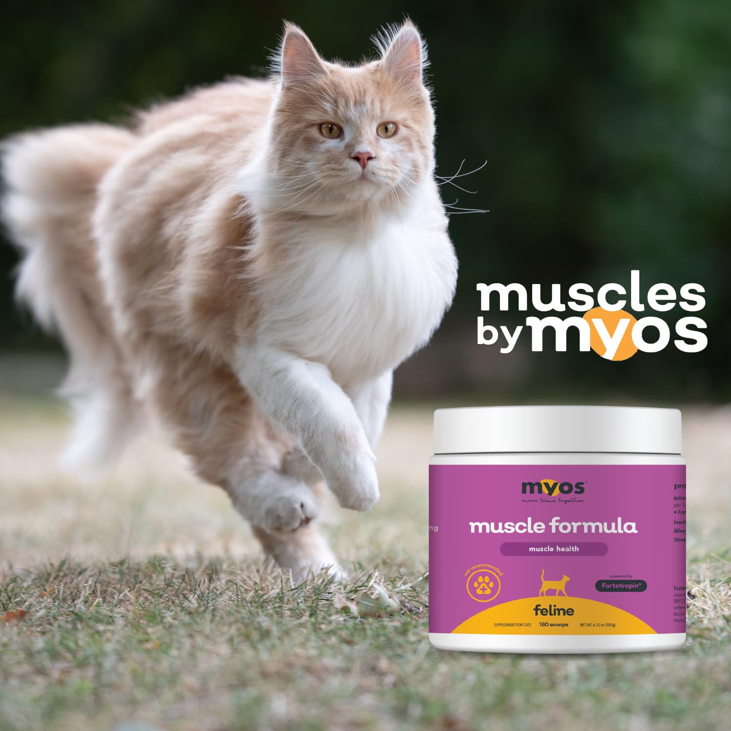 MYOS Feline Muscle Formula recovery-use visual suggests post-surgery muscle support.