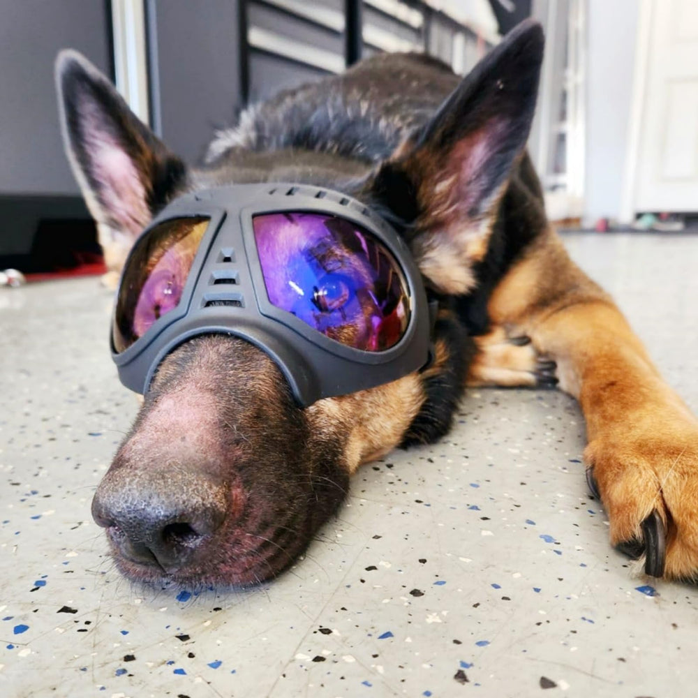 NAMSAN clear dog goggles on car window trips shield eyes from wind and dust.
