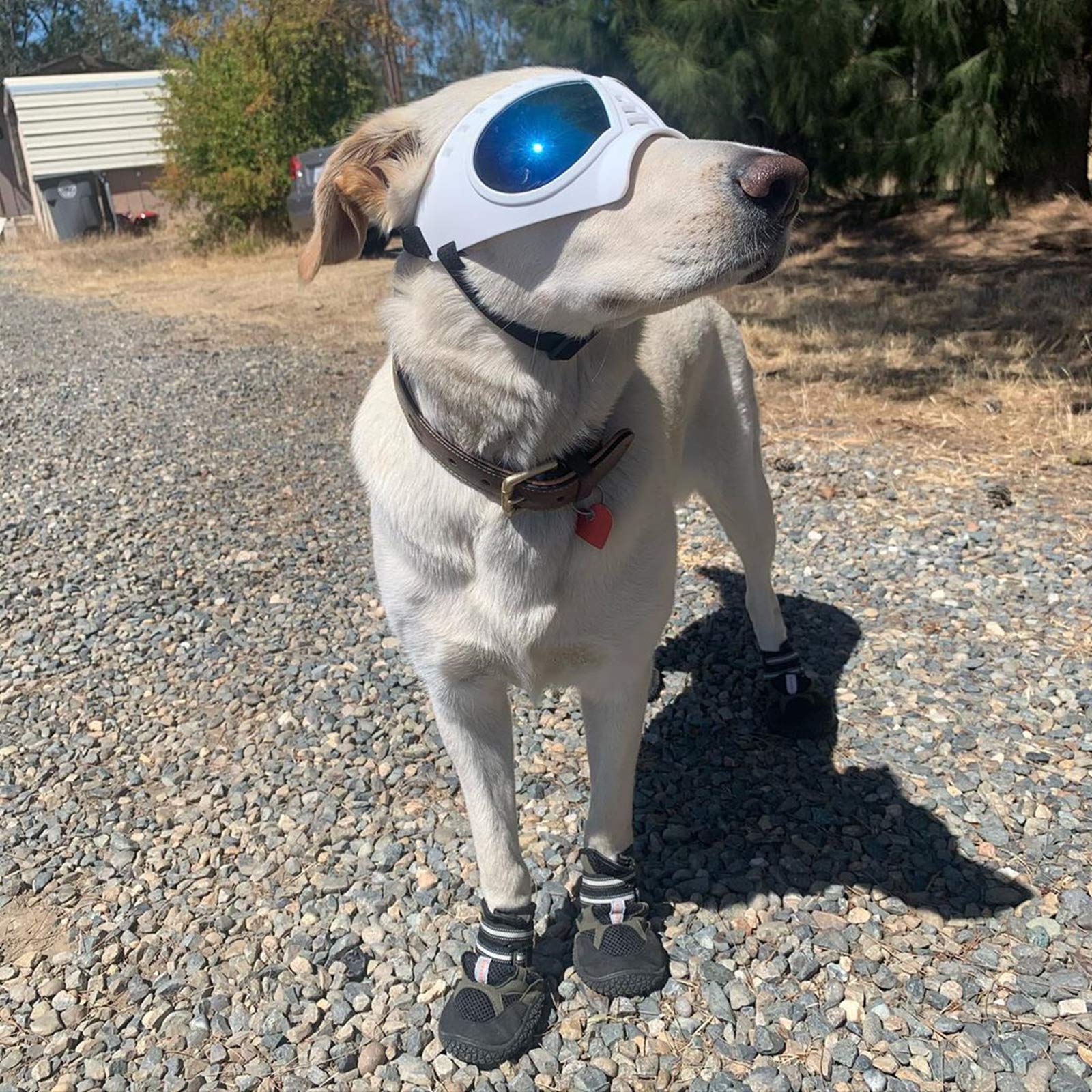 NAMSAN dog goggles with adjustable straps ensure a snug, slip-free fit.