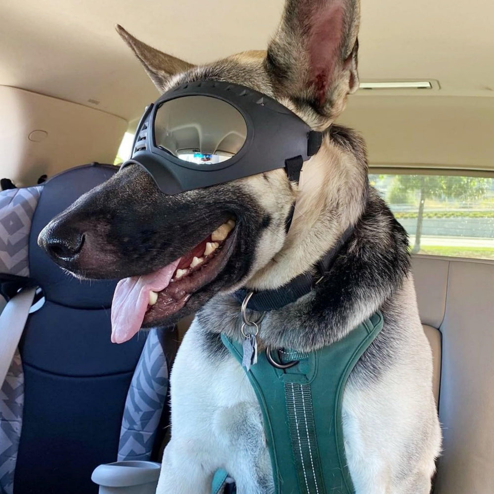NAMSAN durable dog goggles built for running, skiing, and outdoor adventures.