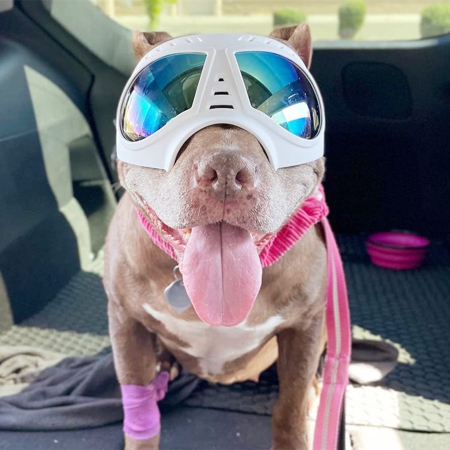 NAMSAN dog goggles protect eyes during car rides with windows down.