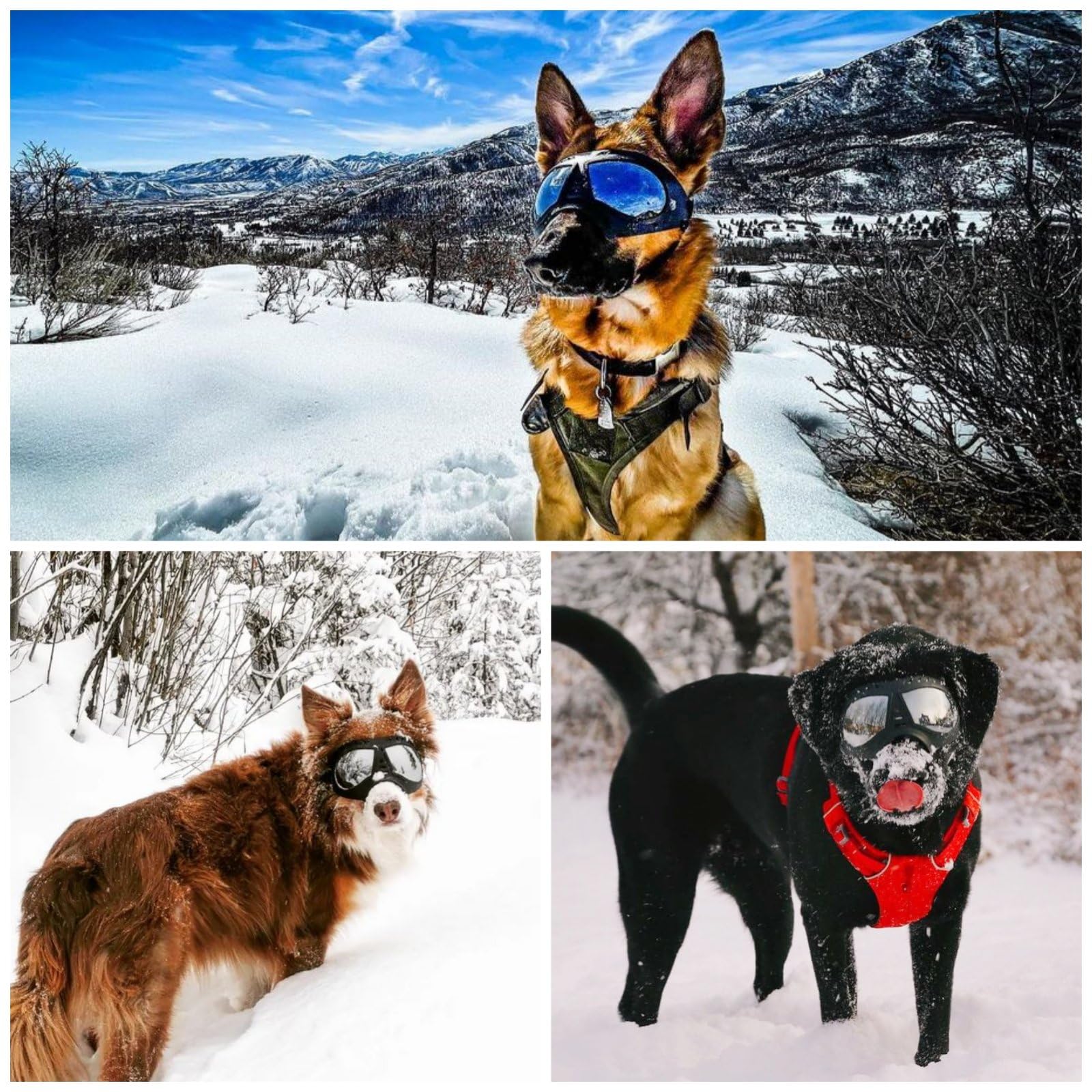NAMSAN fits medium to large breeds, including German Shepherds, Labs, and Huskies.