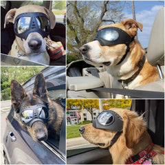 NAMSAN UV-protection lenses shield dogs from UV rays during sunny hikes.