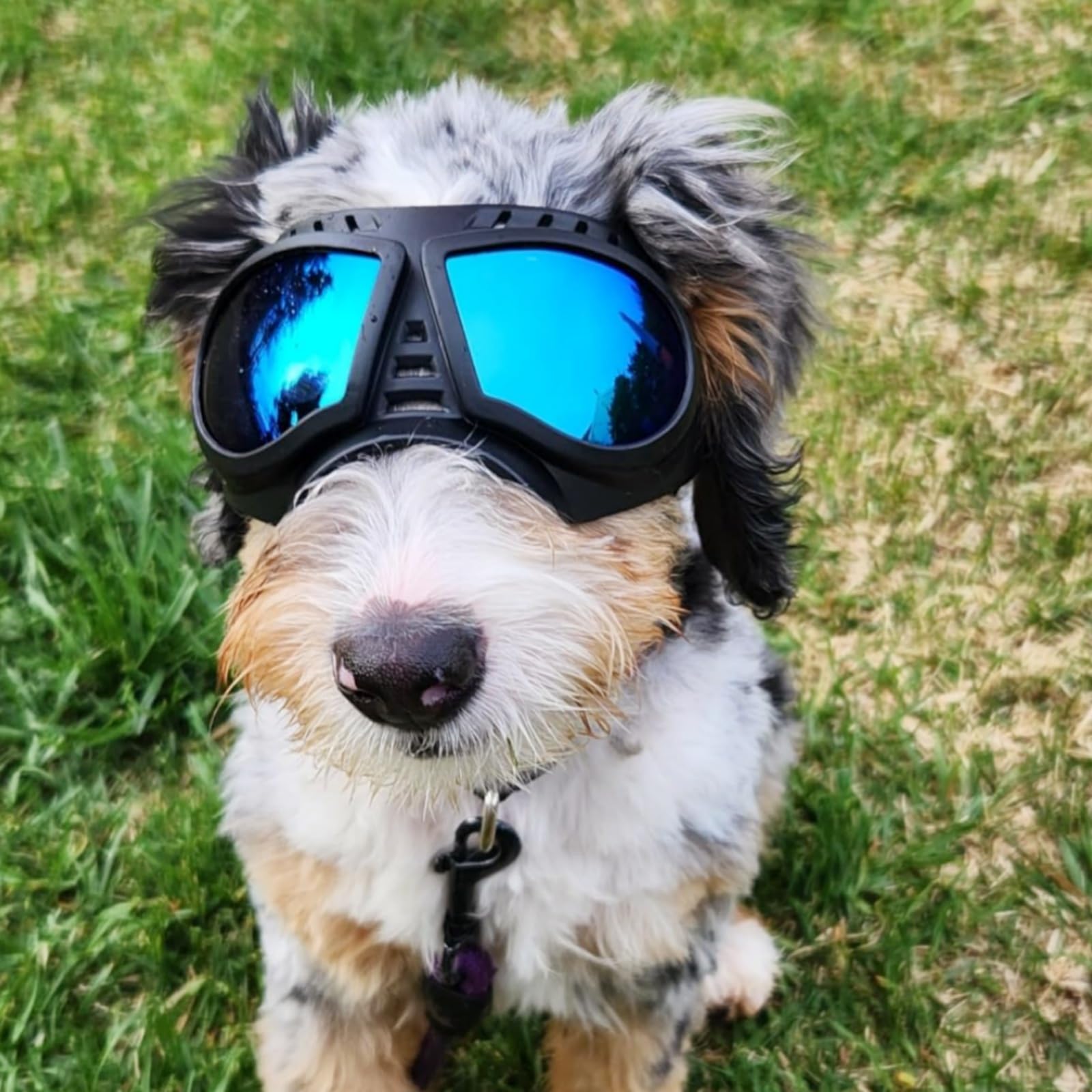 NAMSAN wind and dust protection for dogs while riding or hiking.