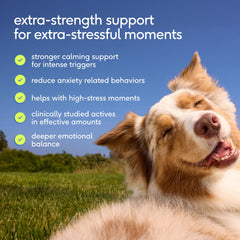 Native Pet Advanced Calming Chews air-dried form preserves potency